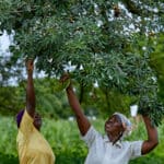African women picking fruit from trees