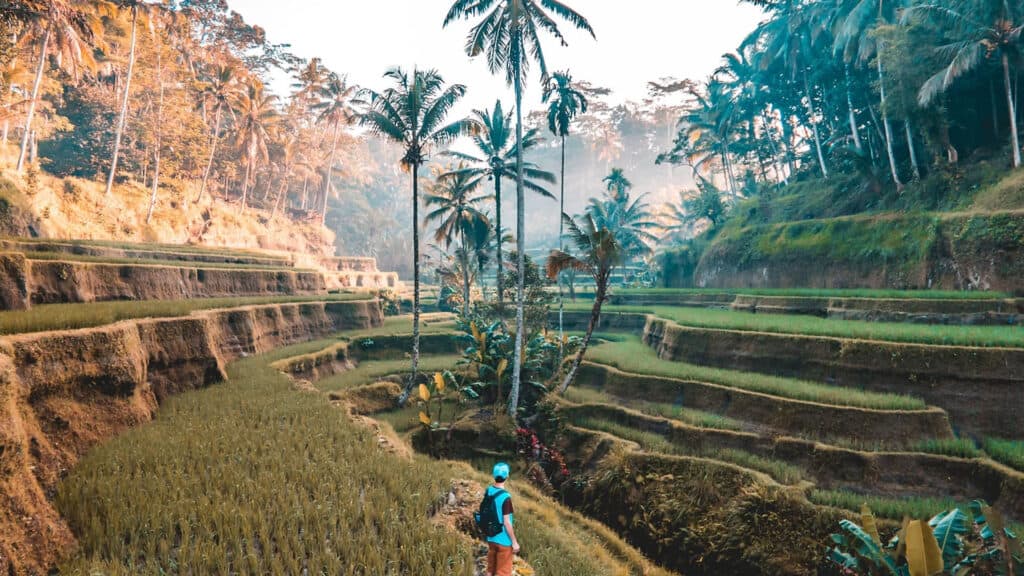 A man purposefully walking through a rice terrace in Bali.