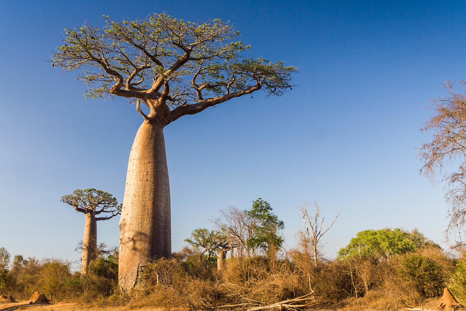 Several large Aduna baobab trees with thick trunks and sparse branches stand in a dry, scrubby landscape under a clear blue sky. Sparse vegetation and smaller trees can be seen around them.